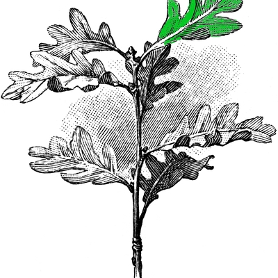 olibrendel@scicomm.xyz