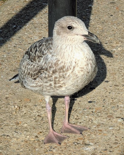 A juvenile European herring gull (Larus argentatus) standing on a concrete surface with small pebbles. Its feathers are a mix of light brown, gray, and white, with a mottled or speckled pattern, which is typical for a juvenile. Its beak is dark, and its legs are a pale pinkish color. A black post casts a shadow behind the bird.