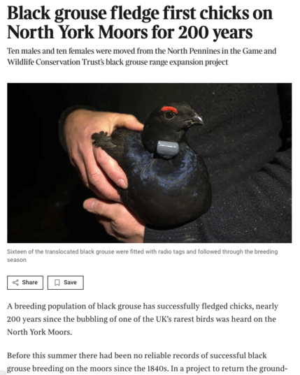 From the linked article, a tagged black grouse is held with the text 


Black grouse fledge first chicks on North York Moors for 200 years
Ten males and ten females were moved from the North Pennines in the Game and Wildlife Conservation Trust’s black grouse range expansion project

A tagged black grouse held in a person's hands.
Sixteen of the translocated black grouse were fitted with radio tags and followed through the breeding season

A breeding population of black grouse has successfully fledged chicks, nearly 200 years since the bubbling of one of the UK’s rarest birds was heard on the North York Moors.

Before this summer there had been no reliable records of successful black grouse breeding on the moors since the 1840s. In a project to return the ground-nesting bird to the moors, ten males and ten females were moved under licence