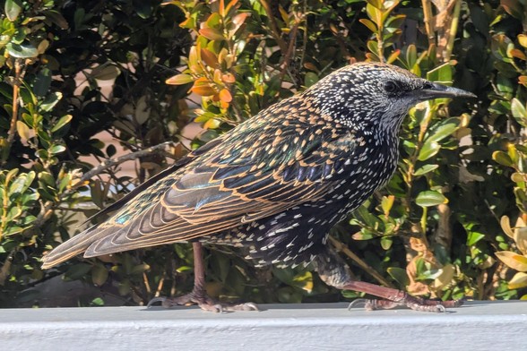 A European starling (Sturnus vulgaris) walking along a painted metal fence, with a small-leaved shrub behind. The bird has striking, iridescent plumage. Its head and chest are speckled with white spots, and its wings and back show a beautiful mix of iridescent green, blue, and purple feathers. The rest of its body is a dark, almost black color, and its legs are a reddish-pink. Its beak is long and pointed.