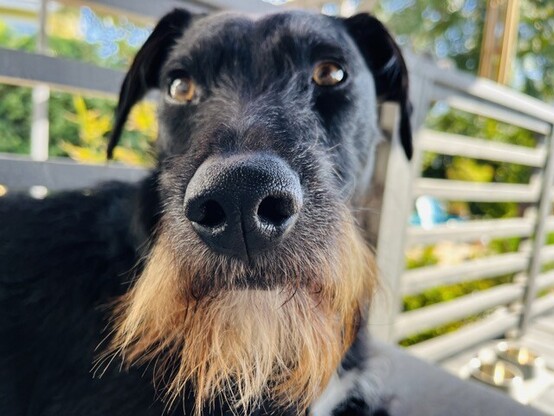 A black dog with brown eyes, folded ears, and a light brown beard sits outside on a grey cushion against a backdrop of green plants and a deck railing. He’s looking up and off to the side. 
