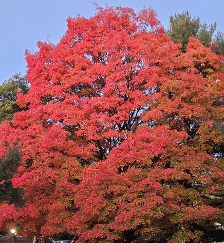 A large tree in full fall color, its leaves orange and red, against a blue sky.