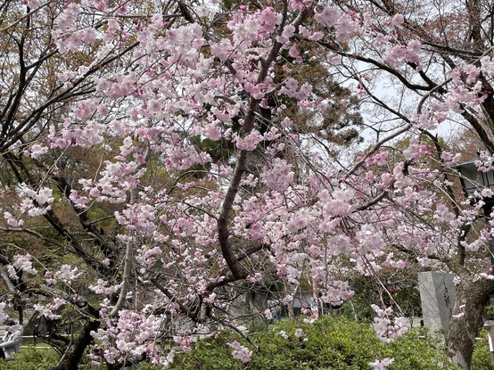 Varieties of sakura to lose oneself in