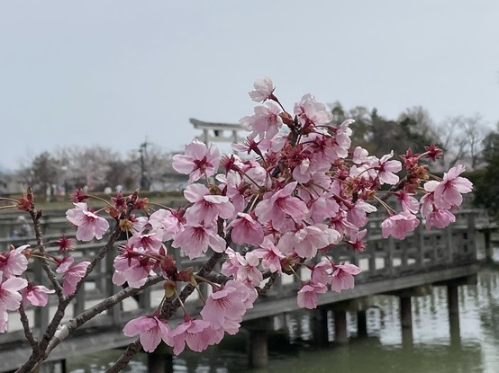 Close-up of a pink variety of sakura, with the pond, a bridge over it, and the main torii in the background