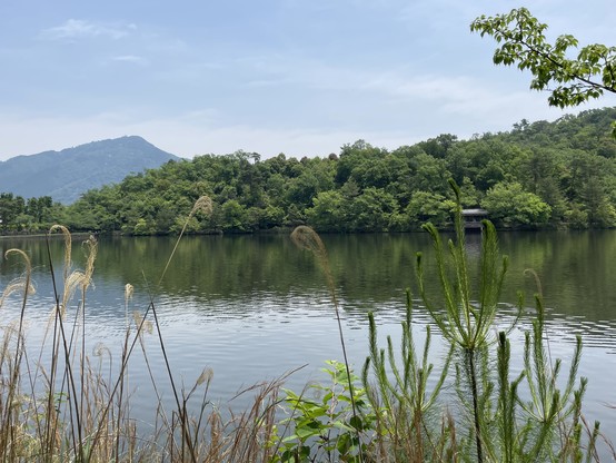 Treasure Pond in northernmost Kyoto City. It's amazing to step out of the subway into an environment like this.