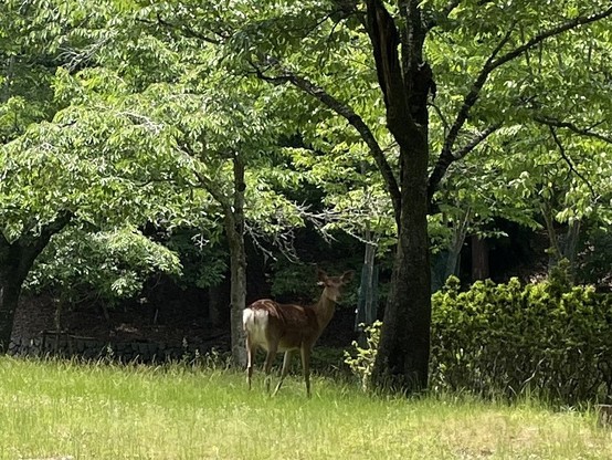 Doe in Kyoto City: the poor dear must have felt stalked, sorry!