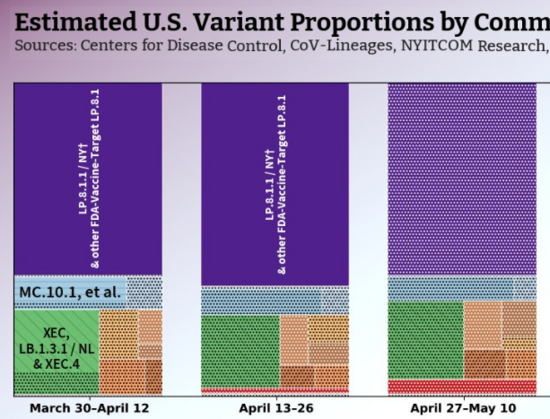 Cropped portion of orchard chart from last toot, showing tree chart columns for each of three fortnights: March 30-April 12, April 13-16, and April 27-May 10.

On the first column, the purple "LP.8.1.1 / NY & other FDA-Vaccine-Target LP.8.1" tile has an emboss label identifying it. Blue "MC.10.1, et al." and green "XEC, LB.1.3.1 / NL & XEC.4" also have emboss labels, although both also have dot hatching at their bottoms, indicating that at least some of the variants included in those two tiles are flagged as having "less reliable" estimates.

On the second column, only purple LP.8.1.1 / NY tile has a label. All the other over half dozen tiles are full top to bottom with dot hatching. All variants in each of those tiles are flagged as "less reliable".

The last column is dot hatched to the very brim. Even LP.8.1.1 is flagged as "less reliable".
