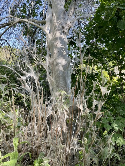 A tree in a thicket, covered in webbing from tent caterpillars.