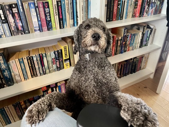 Neville, the charcoal grey labradoodle, seated up. His left paw is on the knee of yours truly (the only part of me visible) while his right paw is on the arm rest of the chair. He is looking up, wondering why the hand that was, until just now, petting him is doing so no more. Behind him are book cases filled with science fiction.