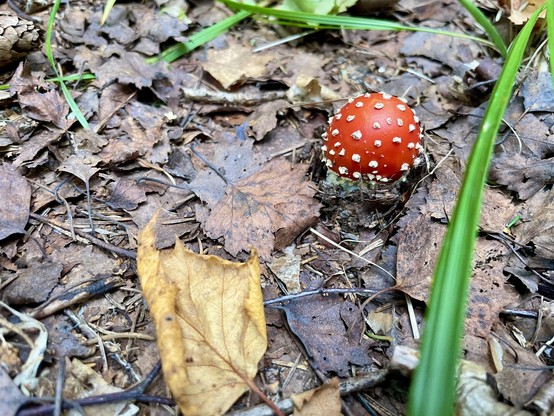 A tiny, perfectly round toadstool in the upper right quadrant of the picture. The ground is covered by decaying leaves, and a bright green blade of grass creates protrudes towards the camera on the far right. The toadstool is bright red with white spots.