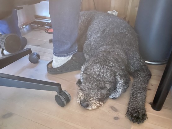 Neville, the not-so-small-as-he-thinks labradoodle sleeps contentedly in a tight space under a desk. He’s jammed in between the wall, a garbage can, and the office chair — all the while ensuring he can track every movement of the chair’s occupant by lying on the occupant’s right foot.