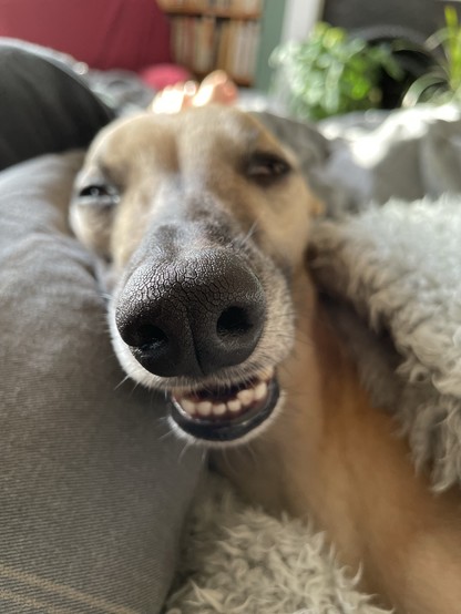 A tan whippet asleep with one eye and mouth open, photo focused on a very boopable black snoot