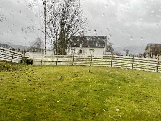 The first of two images of a back yard seen through a rain-covered window. There are a handful of magpies on the grass, hunkering low, the tree in the background is bare of leaves and the sky is grey, wet, and heavy.