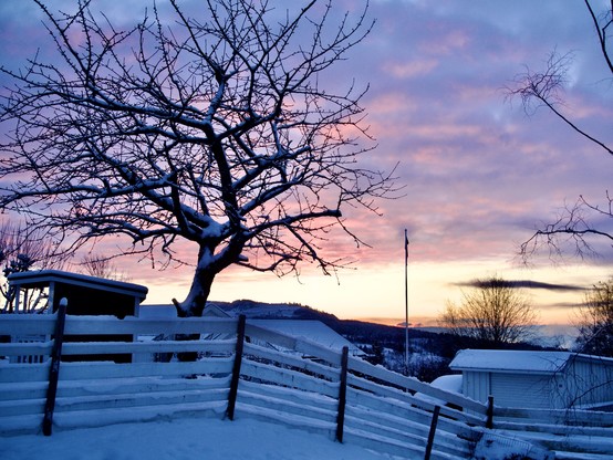 A winter scene. In the foreground is a white, wooden fence dotted with snow. Behind it, the frame is dominated by a tree, naked branches reaching towards the sky. In the background is a golden glow in the sky, signifying the arrival of the sun. Above that, the few clouds are lit in shades of pink and purple.