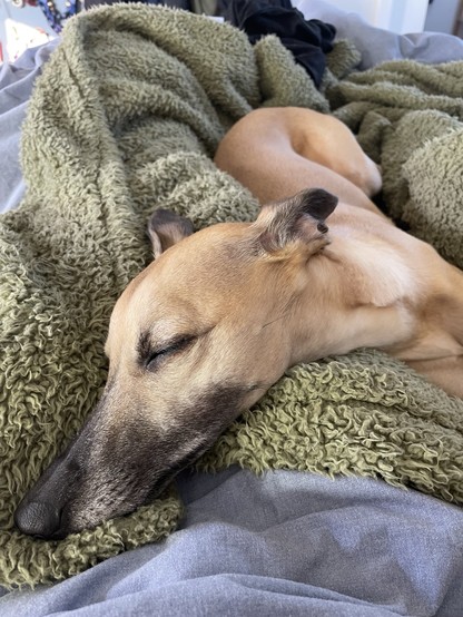 A tan whippet with a black snout and chocolate brown ears sleeps blissfully in a nest of blankets
