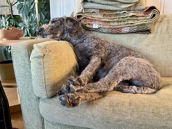 Neville, the charcoal grey labradoodle is on a green couch trying to sleep. His paws are stretched towards the camera, and the two hind paws and his left front paw are stacked one on top of the other.