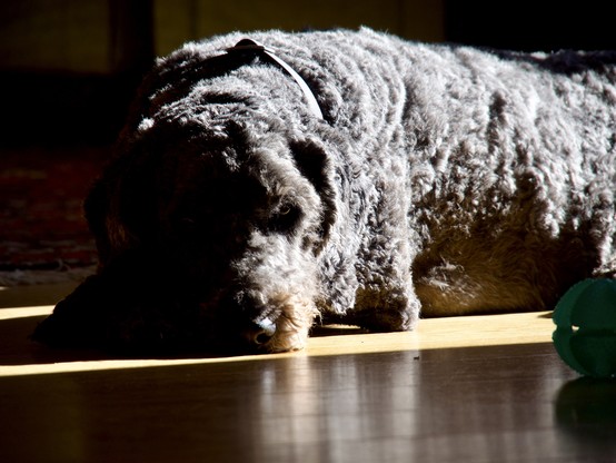 A close-up of Neville the labradoodle lying in a sunbeam. The sun is illuminating his left / our right, and the contrast between light and shadow means much of the right side of his face is very dark. We can see a piercing stare from his left eye. Most likely wondering what his silly human is up to.

In the foreground, on our right, is a rubber ball, lying there ignored.