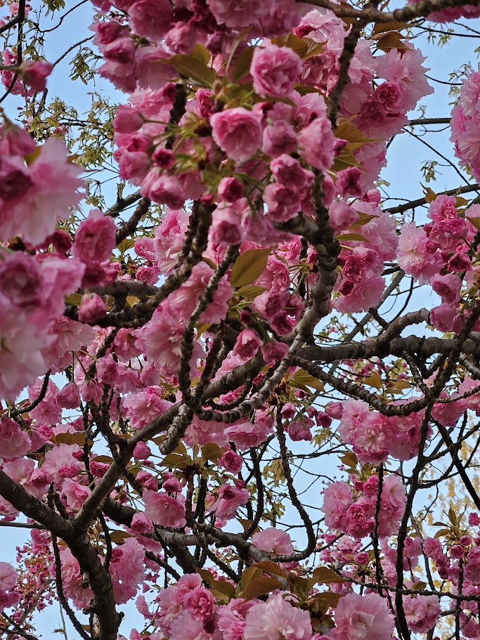 A close-up photo of a branch covered in pink cherry blossoms.