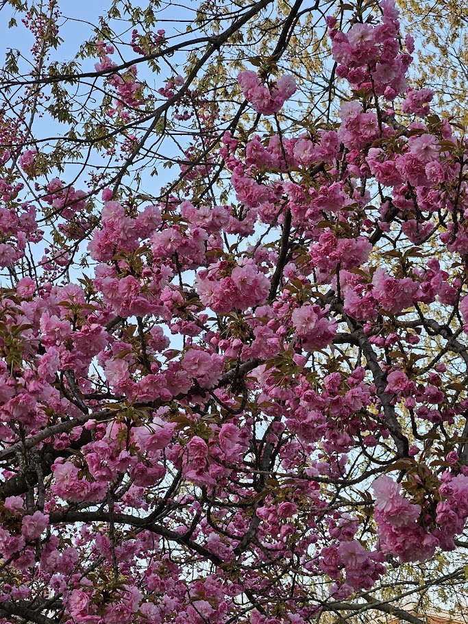 Another photo of the cherry blossoms, not quite as close up as the first.