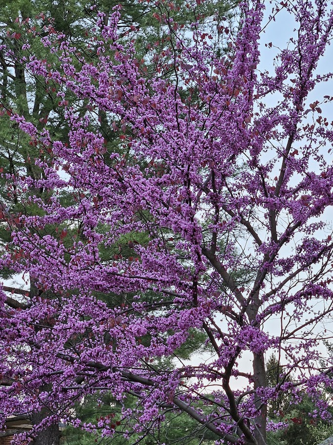 A young tree covered in small light purple blossoms, with a green-leaved tree behind it and a gray sky.