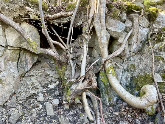 A jumble of roots and tree trunks, growing up a small, rocky cliff. Behind some of the trees, a rock slide has created a small cave.

The cave is dark and the back cannot be seen, appearing as a black void.