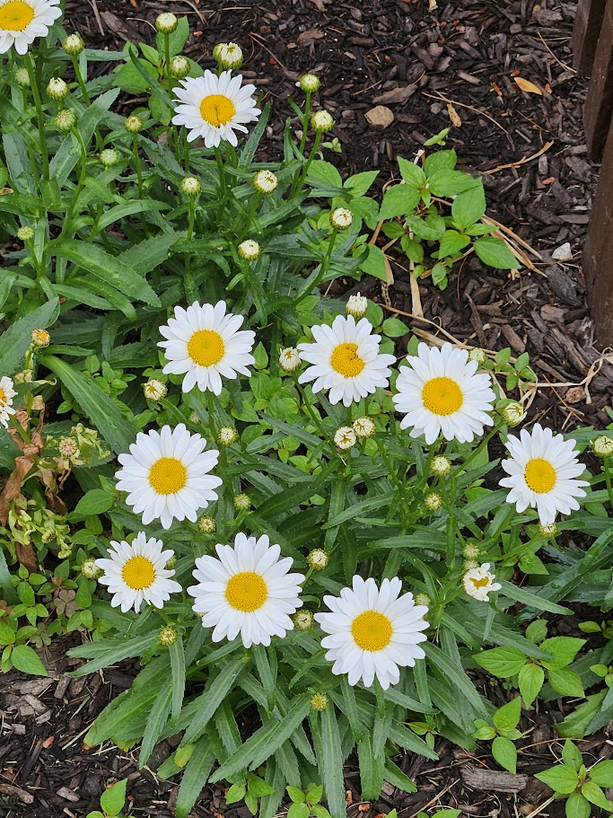 A cluster of daisies.