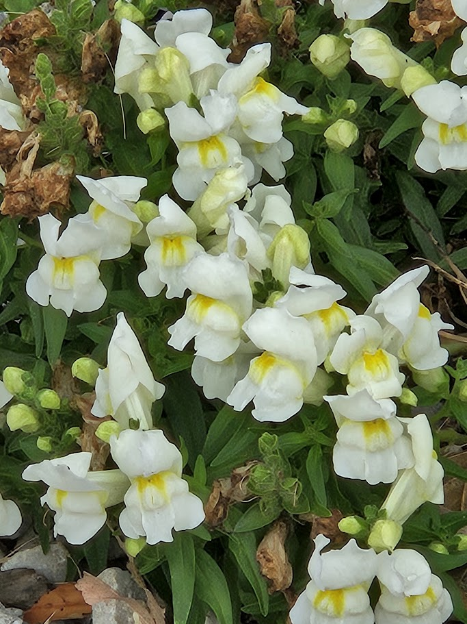 Yellow snapdragons