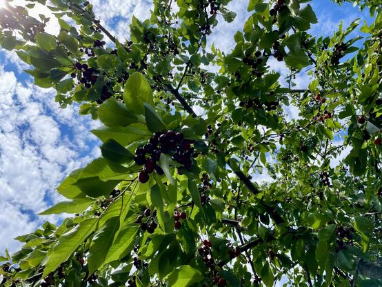 A branch of a cherry tree, seen from below. There are masses of nearly-black sweet morello cherries, both on the near branch and on the branches seen in the background. The sky beyond is mostly blue, but dotted with fluffy, white clouds.