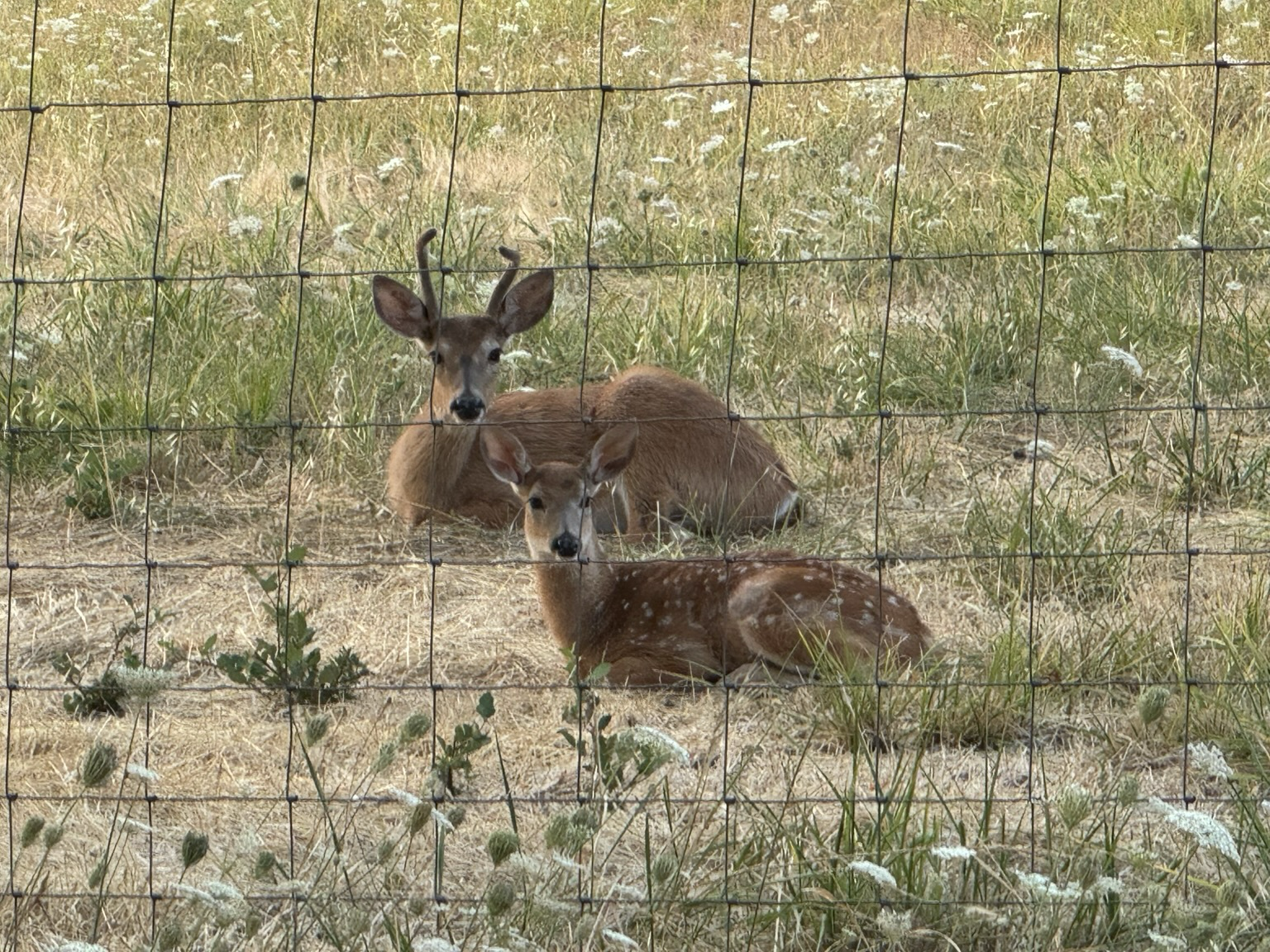 Buck and fawn in meadow