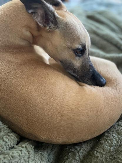 Photo of a tan whippet with a black snout and eyebrow dots and dark brown ears against a crumpled sage green linen background. Her eyes express unknowable eternal wisdom and her long snoot is bent against her body at the tip