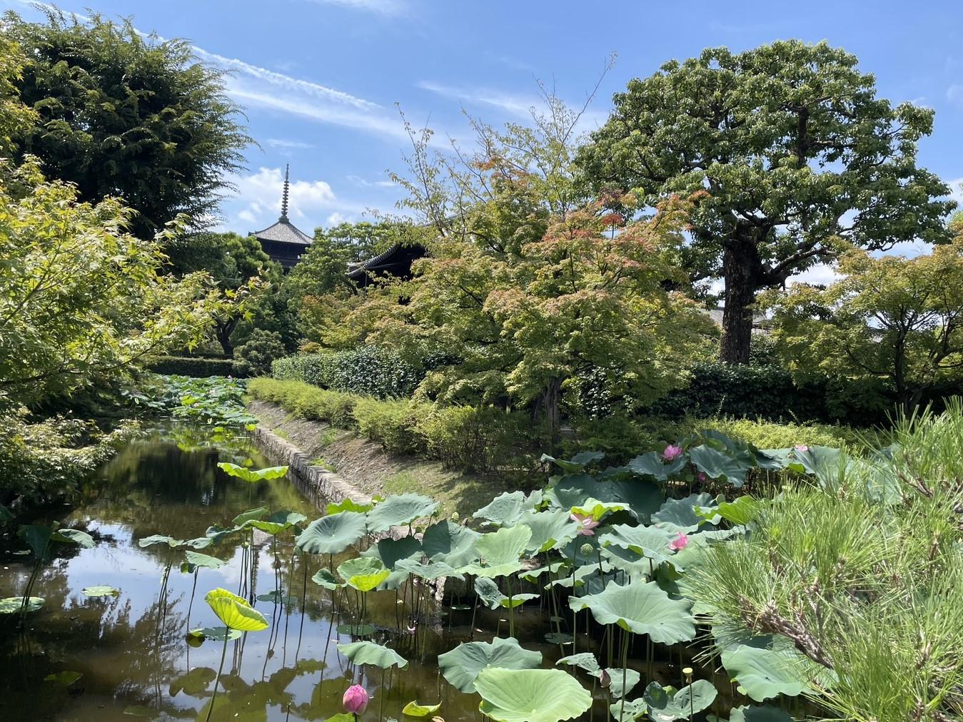 Lotus pond at Tōji (東寺), with the tallest pagoda in Japan in the background